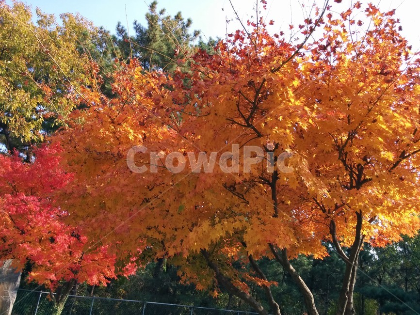 원광대학교,수목원,단풍,가을,단풍나무,가을,계절,fall,autumn,season,plant,식물,leaf,잎,tree,나무,maple