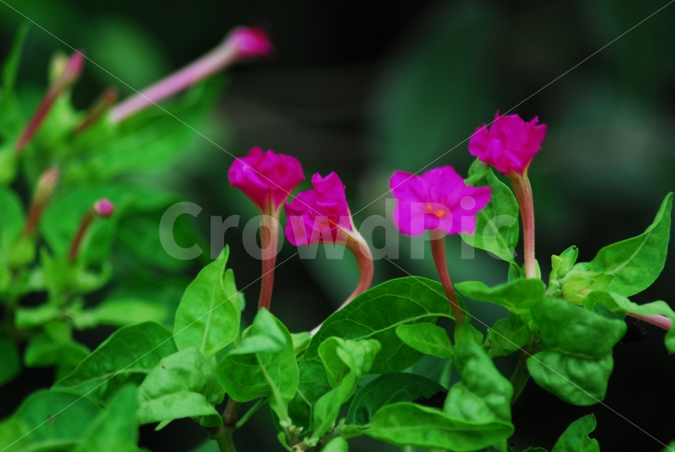 분꽃,꽃,식물,분홍색,여름꽃,푸르름,식물,자연,plants,nature,꽃,flower
