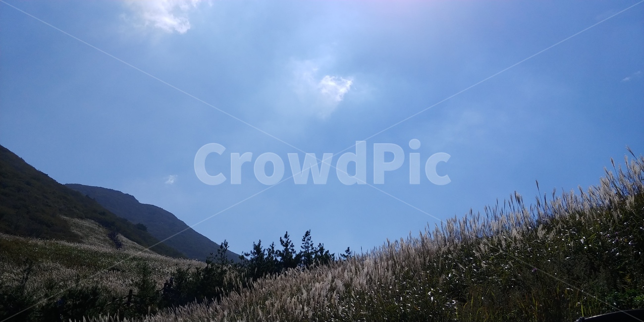 하늘,갈대,풍경,등산,outdoors,억새,정상,가을,plant,식물,grass,잔디,옥외,산,한국자연,신불산,한국자연경관,한국,구름,자연,nature,season,계절,koreanaturelandscape,reed,lawn,바다,겨울풍경,겨울나무,백그라운드,배경