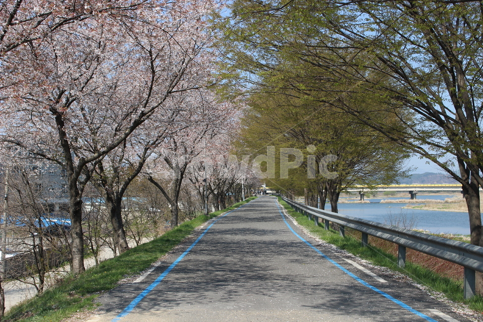 벚꽃,봄,봄꽃,꽃길,꽃,봄,계절,spring,season,asphalt,아스팔트,road,도로