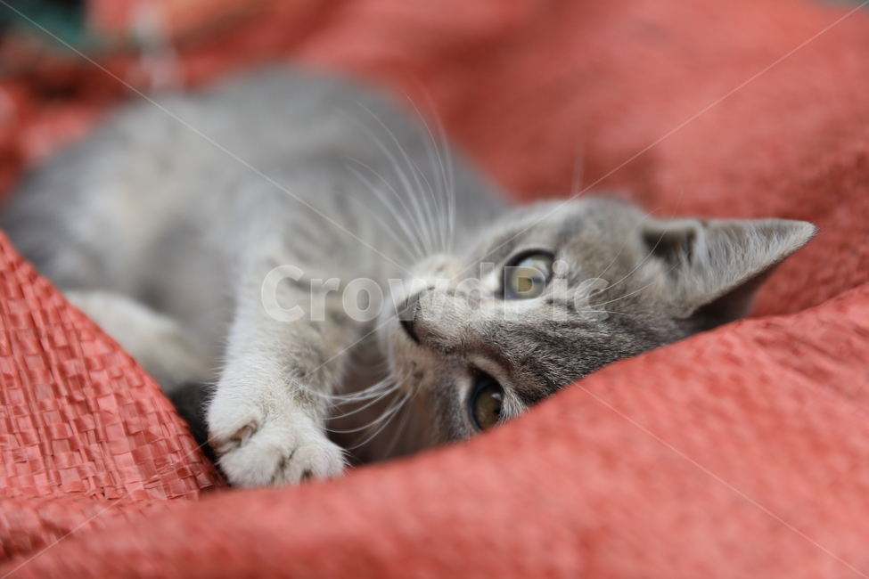 Meow,kitty,Pets,Korean Shorthair,kitten,house cat,pet cat,koreanshorthair,cat,animal