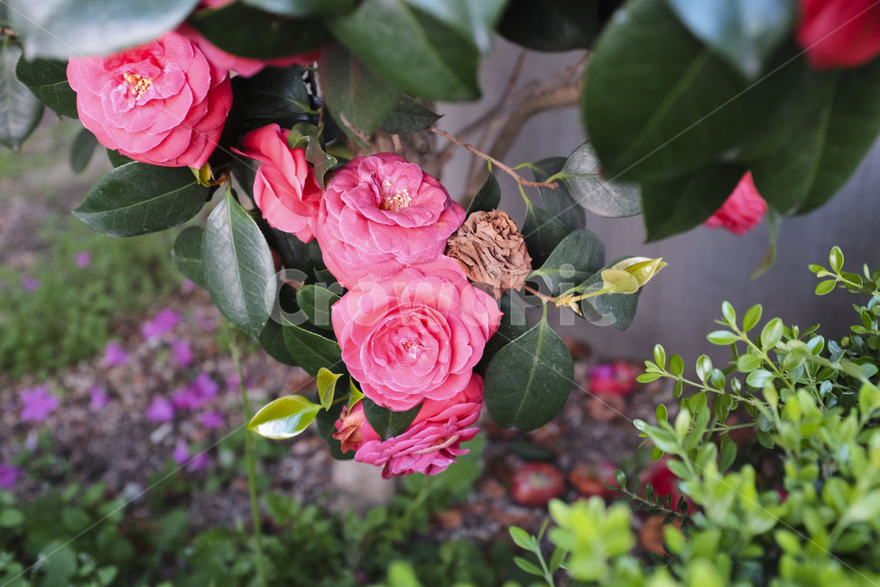 장미,꽃,자연,접사,근접촬영,nature,rose,flower,식물,plants,photography