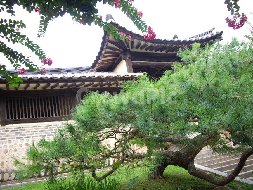 민속촌,민속마을,한옥,기와집,한국전통,전통,전통마을,한국문화,보존,한국의미,옛마을,village,nature,plant,자연,풍경,식물,주거지,korean,traditional,culture,나무,전통정원