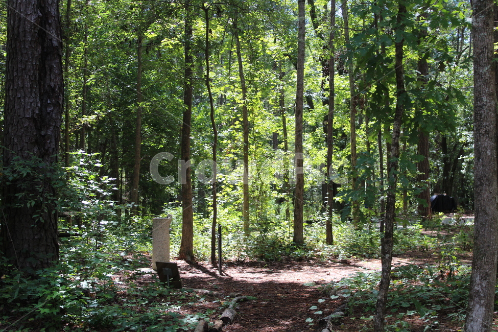 자연,풀,초록색,잎,나뭇잎,식물,자연,풍경,nature,landscape,vegetation,초목,plant,woodland,삼림지,forest,숲,land,땅,outdoors,옥외,tree,나무,ground,바닥,grove,작은 숲