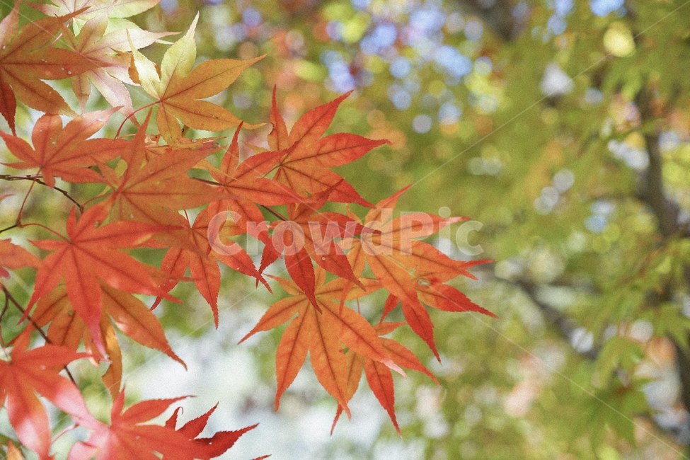 단풍,가을,낙엽,fall,autumn,단풍나무,가을,계절,fall,autumn,season,식물,자연,plants,nature,leaf,잎,plant,tree,나무,maple