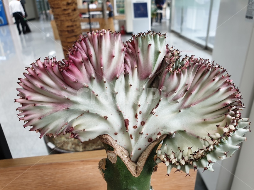 식물,유포비아,화분,plant,꽃같은,실내,식물,자연,plants,nature