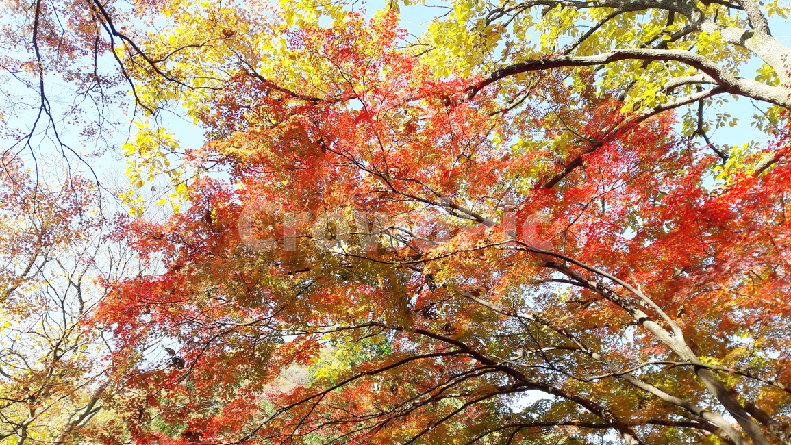 단풍,가을,하늘,나무,단풍잎,식물,tree,leaf,maple,가을,계절,fall,autumn,season,식물,자연,plants,nature