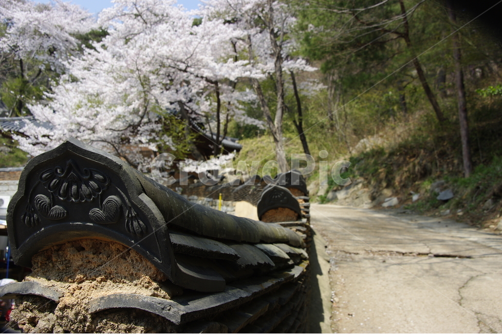 벚꽃,봄,기와,전통,문양,사적지,봄,계절,spring,season,한국전통,한국문화,korean traditional,korean culture,건축물,건물외관,exterior,building,structure,architecture,construction,plant,식물