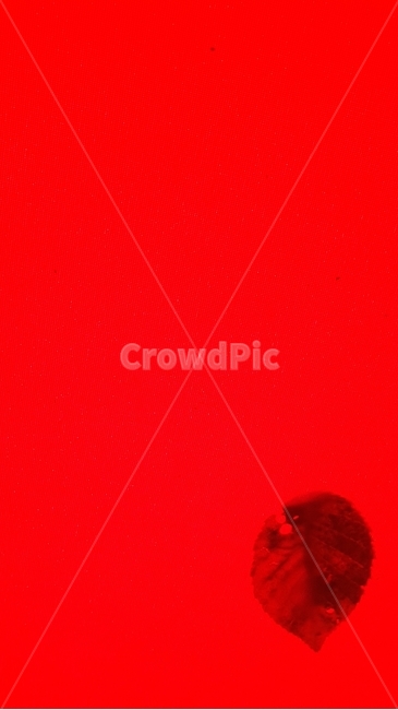 가을,단풍,낙엽,red,낙관