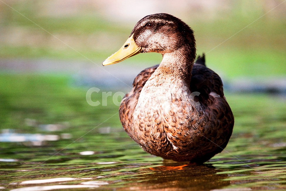오리,새,조류,동물,철새,야생동물,자연,생태,생태계,bird,duck,animal,동물,animal,조류,새,birds