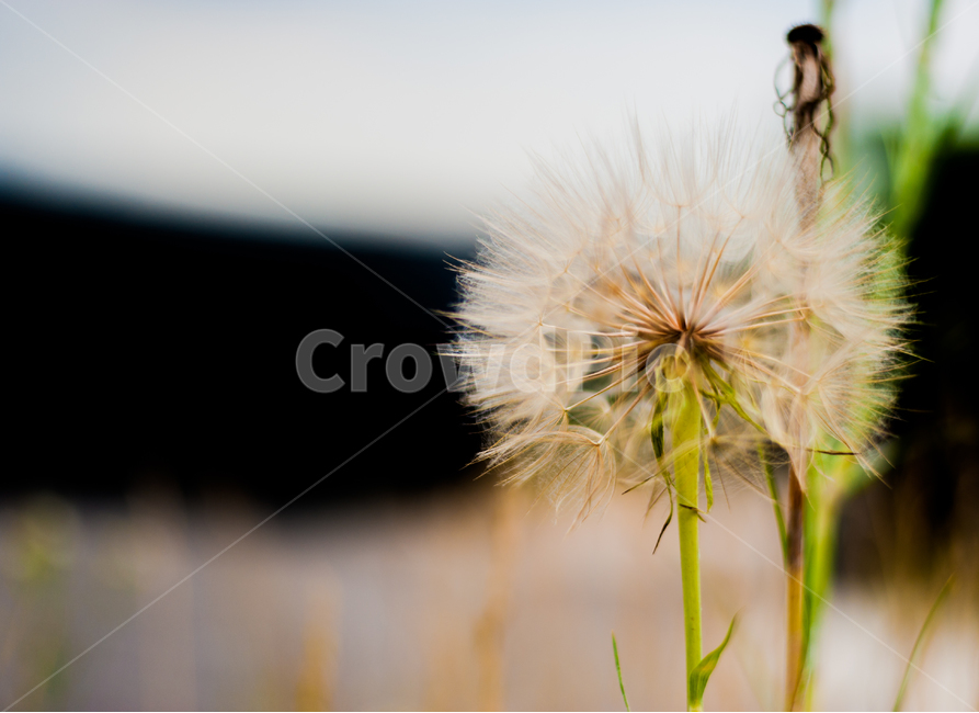 식물,자연,씨앗,씨,민들레,홀씨,nature,plant,식물,자연,plants,nature,꽃,flower
