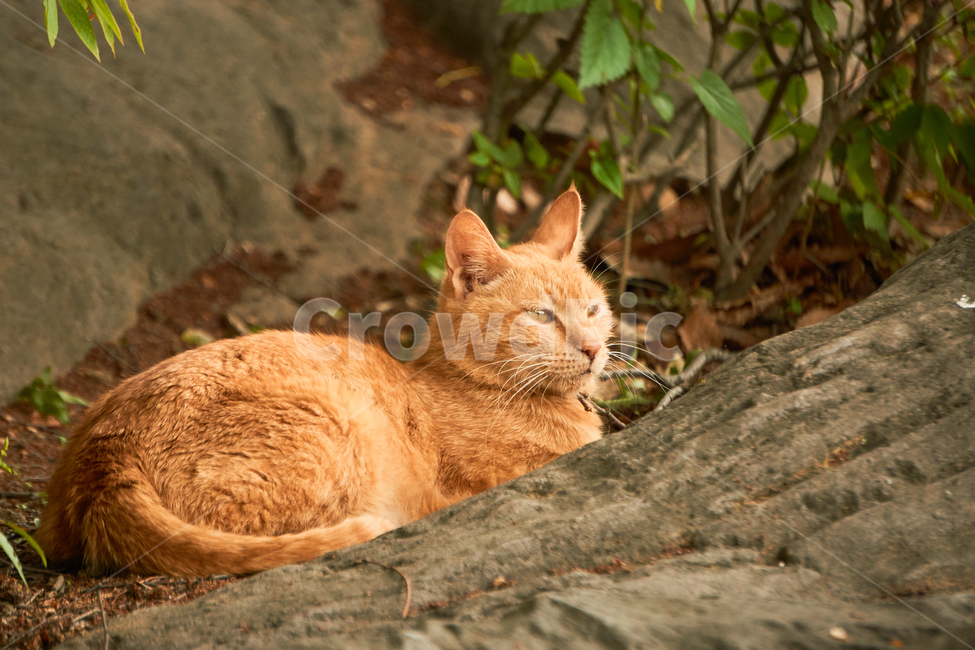 고양이,cat,동물,애완동물,길냥이,야생동물,pet,동물보호,animal,nature