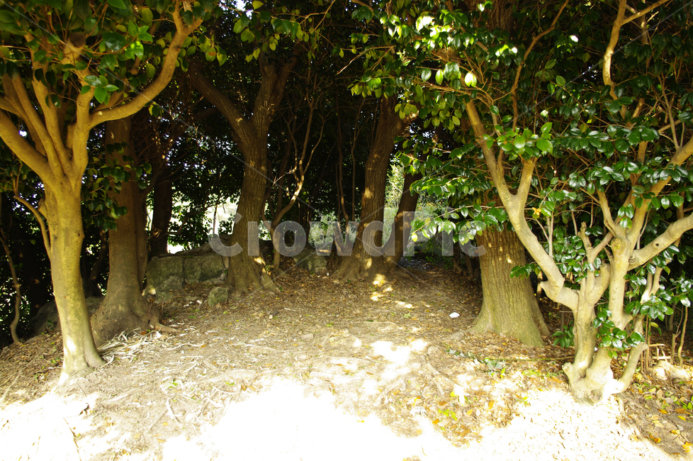 나무,식물,숲,초록,plant,자연,풍경,nature,landscape,tree,tree trunk,나무 줄기