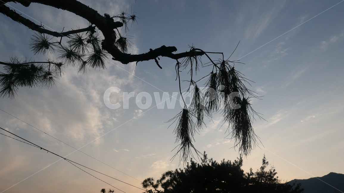 하늘,풍경,소나무,구름,노을,자연,풍경,nature,landscape,tree,나무,plant,식물,silhouette,실루엣