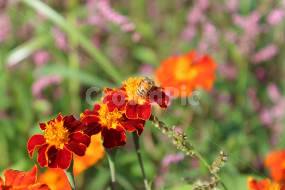 벌,bee,꽃,flower,insect,식물,자연,plants,nature,꽃,flower