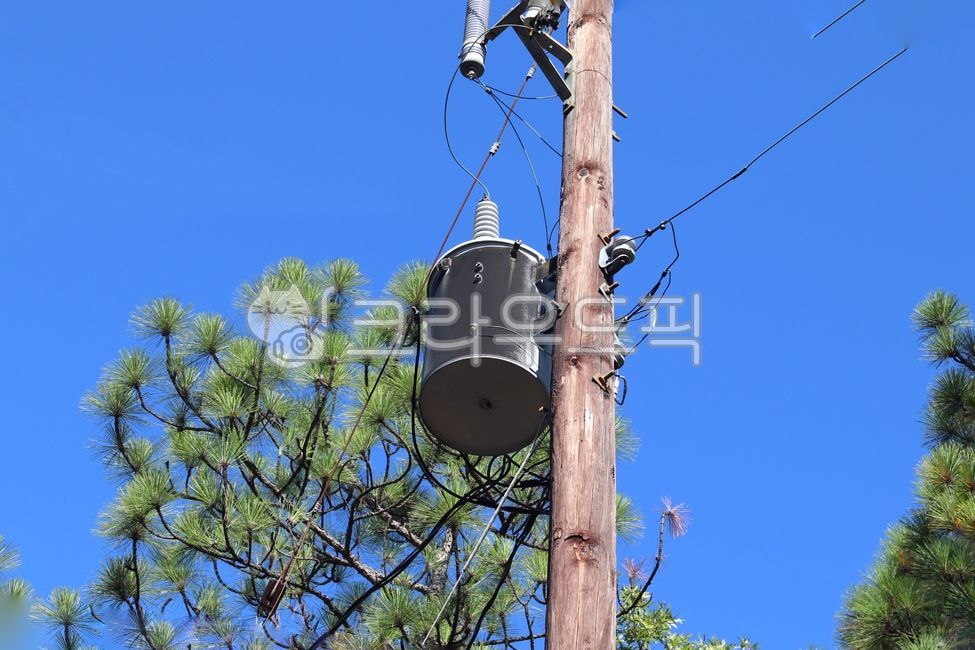 tree,plant,나무,전봇대,변압기,전기선,전기줄,하늘