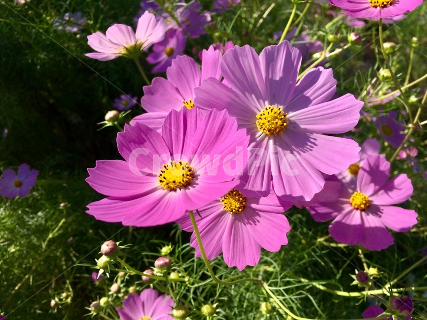 꽃,코스모스,가을,꽃밭,화사,식물,자연,plants,nature,꽃,flower