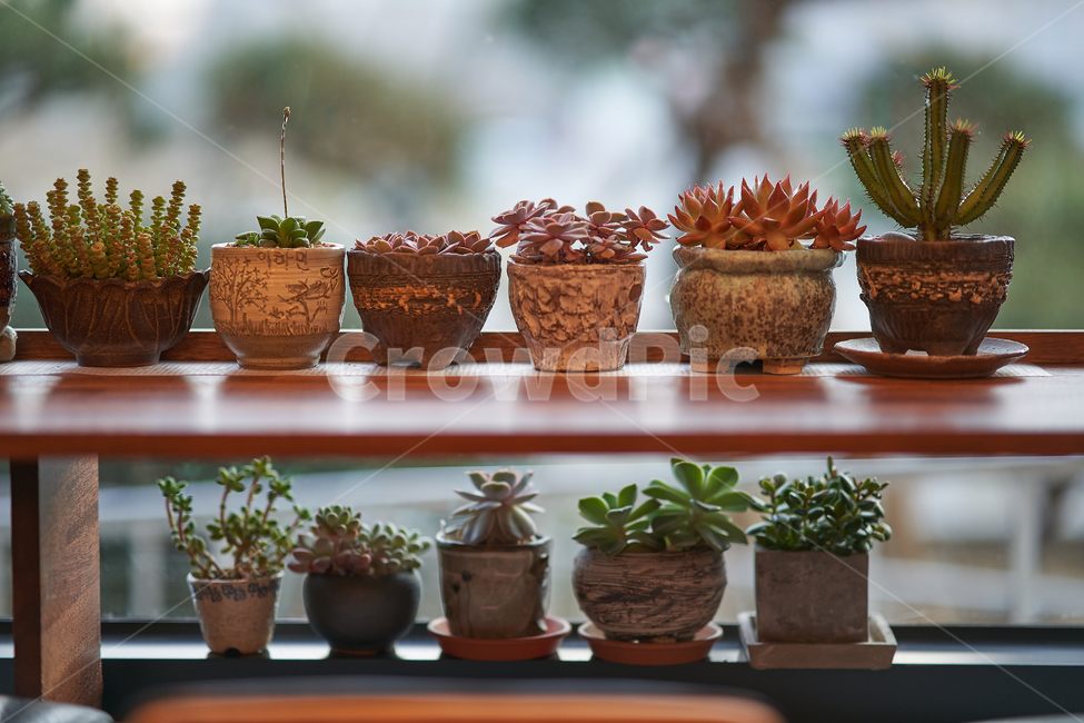 화분,다육이,다육식물,botanical,plant