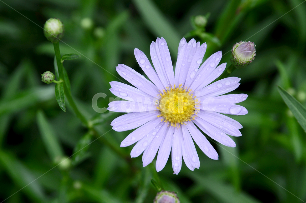 코스모스,가을꽃,이슬,꽃잎,데이지꽃,데이지,closeup,green,floral,petal,positive,chamomile,macro,korea,season,flora,garden,herb,background,single,natural,spring,flower,summer,blossom,bloom,daisy,korean,plant,beauty,beautiful,fresh,dew,nature,daisyflower,daisyflowers,daisybackground,dewonflower,dewypetals,가을,야외,자연,풍경,개화,만개,식물,식물,자연,plants,nature,꽃,flower