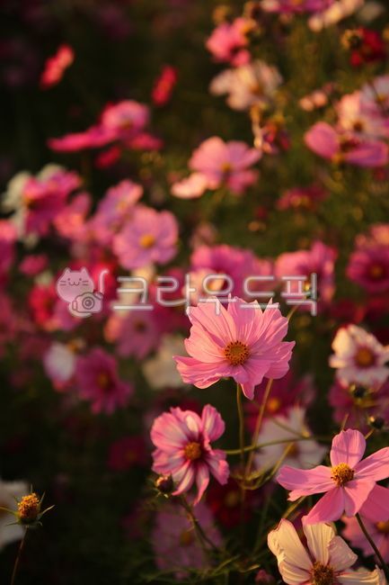 Cosmos,Sky Park,Sunset,Autumn Day,Flowers,Field