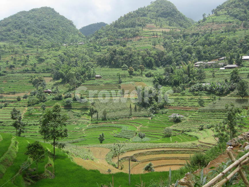nature,자연,outdoors,옥외,field,들,countryside,시골,풍경,밭,green,다랭이논