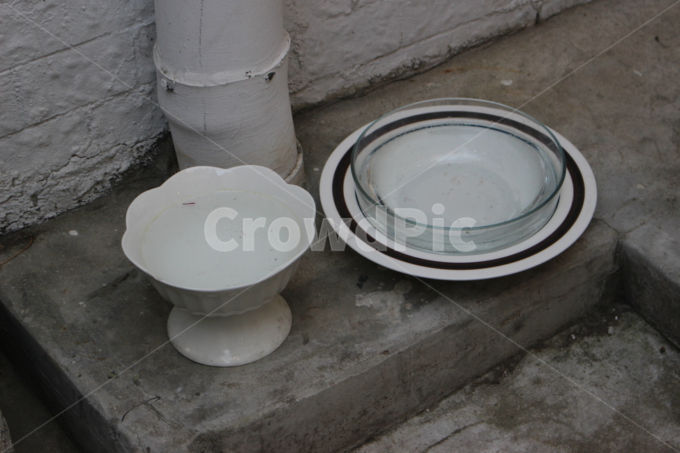 porcelain,도자기,pottery,도기류,art,미술,toilet,bathroom,화장실,indoors,옥내,room,방,고양이,고양이밥,고양이밥그릇,밥그릇,야생,동물,밥,cat,물그릇