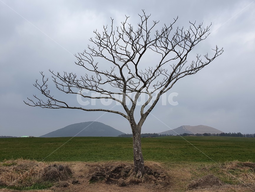 제주도,왕따나무,나홀로나무,나무,겨울나무,앙상,가지,식물,평원,평야,tree,plant
