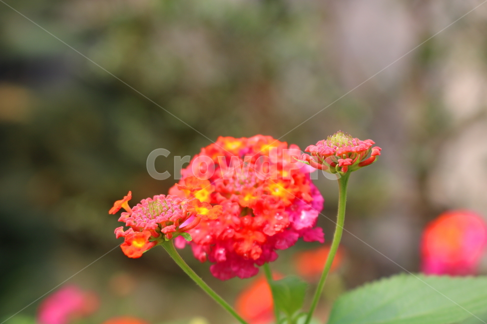 란타나,꽃,란타나꽃,식물,열대식물,란타나카마라,마편초과,자연,식물,자연,plants,nature,꽃,flower