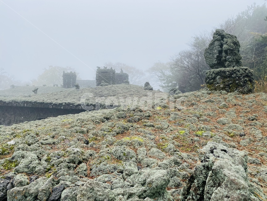 nature,자연,안개,mist,날씨