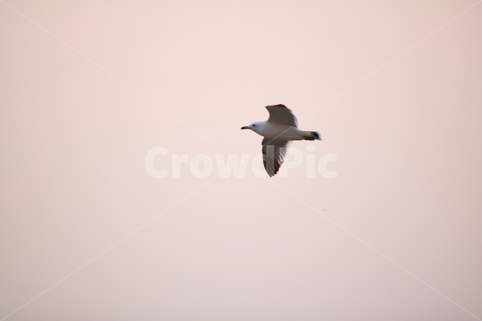 을왕리,해변,갈매기,갈매기친구들,새,동물,animal,조류,새,birds