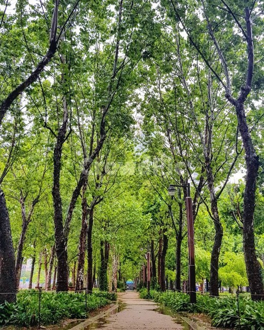 공원,나무,풍경,산책,가로수,6월,봄,배경