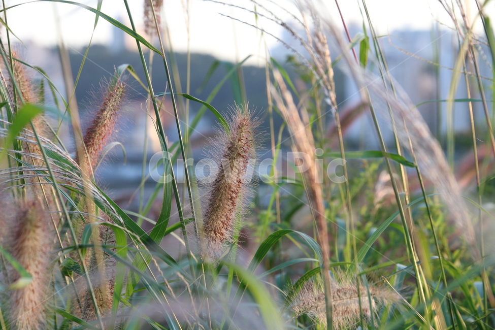 plant,식물,grass,갈대,강아지풀,가을,계절,식물,자연,plants,nature