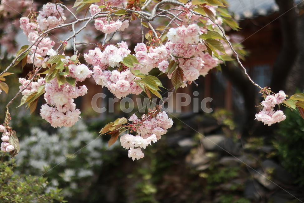 겹벚꽃,왕벚꽃,핑크,봄,풍경,봄,계절,spring,season,식물,자연,plants,nature,꽃,flower,plant,blossom