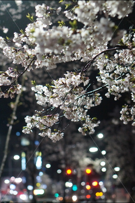 벚꽃,야경,밤,흰색,풍경,봄,봄,계절,spring,season,야경,밤,풍경,nightscape,night,landscape,식물,자연,plants,nature,꽃,flower,plant,blossom