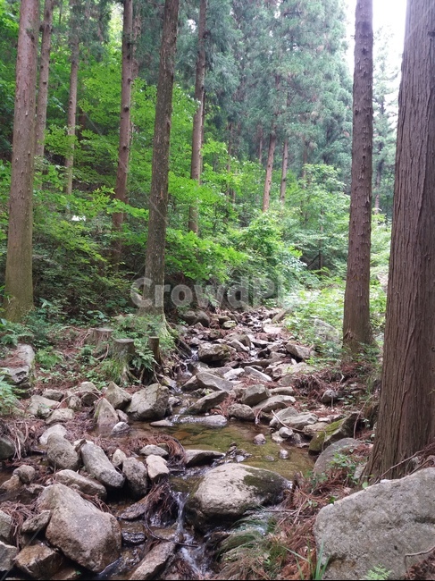숲,나무,tree,계곡,바위,식물,plant,삼나무숲,바닥,ground,자연,풍경,nature,landscape