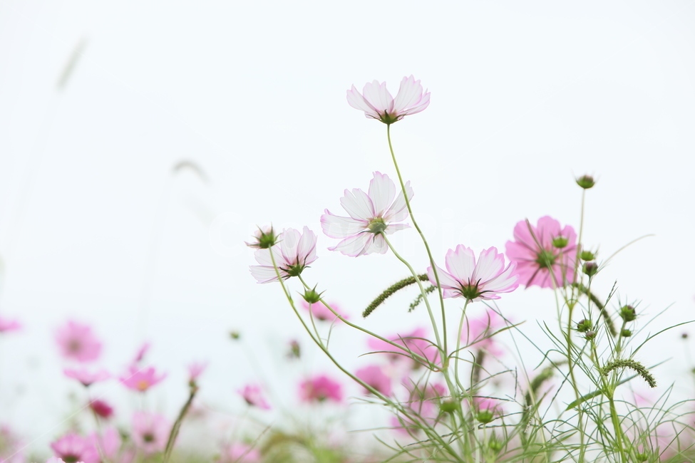 코스모스,가을풍경,가을꽃,꽃,아름다움,가을,계절,fall,autumn,season,식물,자연,plants,nature,꽃,flower,plant