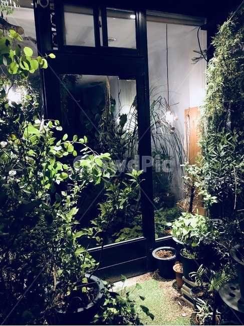 식물,유리문,유리창,불빛,빛,식물,자연,plants,nature