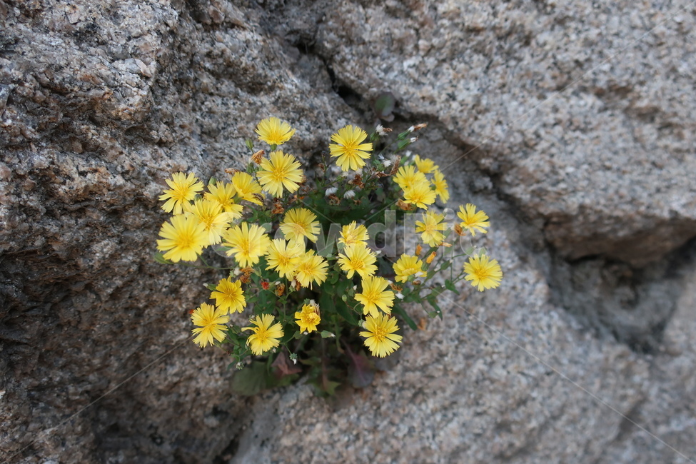 자연,식물,꽃,야생화,고들빼기,flower