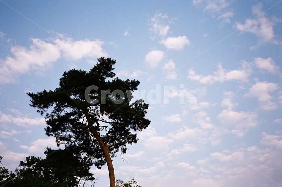 하늘,구름,나무,sky,cloud,자연,nature,필름,필름사진,film,tree
