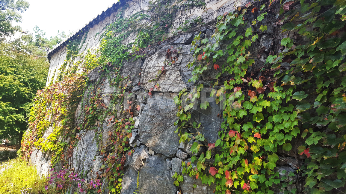 자연,가을,돌담,담쟁이덩쿨,식물,초록색,fall,ivy,astonefence,leaf,green,trees,plant,koreannature