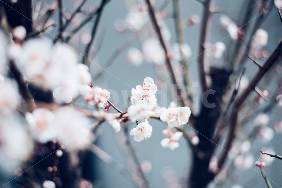 꽃,매화,봄,하얀꽃,flower,봄꽃,식물,자연,plants,nature,감성,sensible,feeling,봄,계절,spring,season,꽃,flower,plant