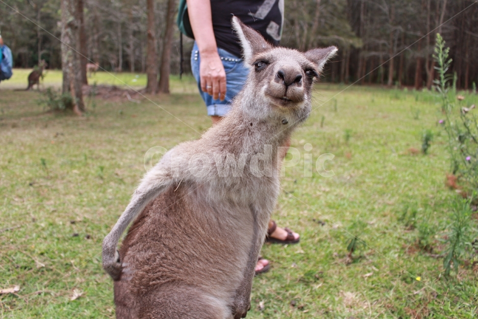 캥거루,kangaroo,모리셋,귀여운,moriset,동물,animal,포유류,mammal