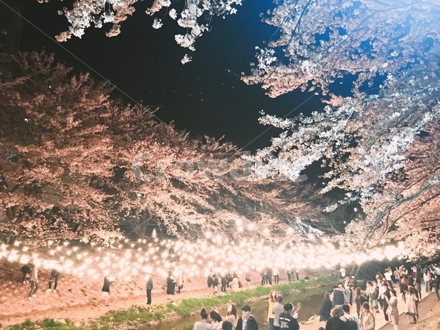 벚꽃,하늘,꽃,축제,야경