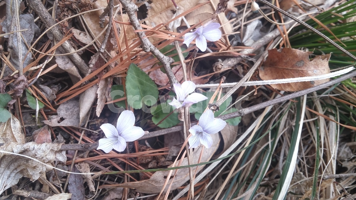 꽃,잔잔과,geranium,acanthaceae,제라늄,봄