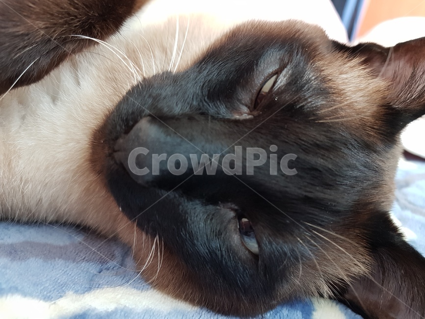 고양이,cat,dog,반려견,반려묘,샴,샴고양이,자는고양이,애완동물,pet,동물,mammal,animal