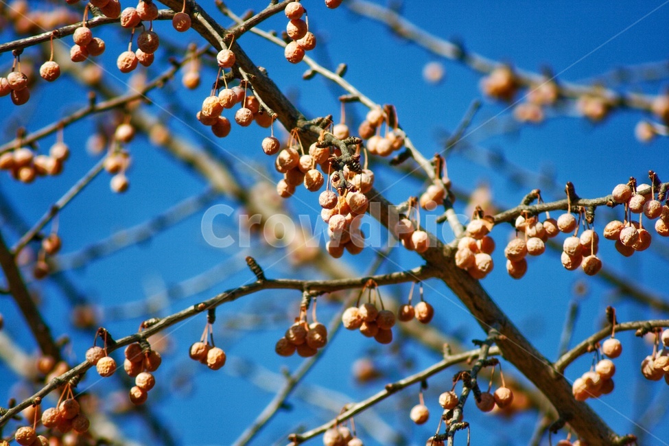 은행나무,plant,식물,은행,나무,노랗다,가을,계절,fall,autumn,season,과일,열매,fruit