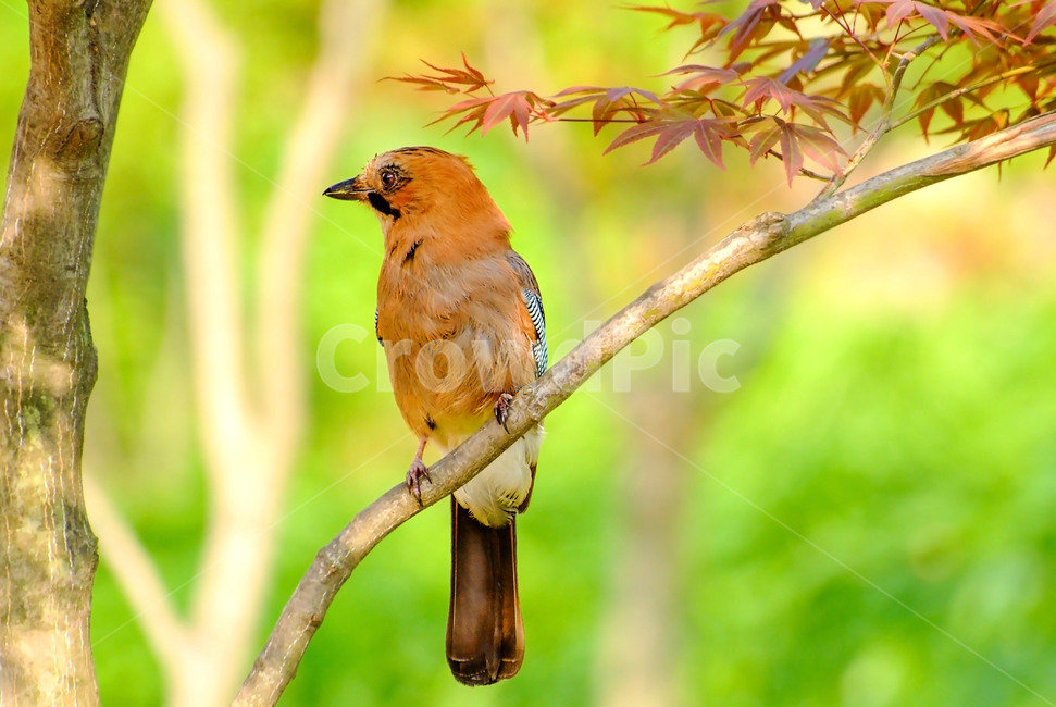 어치,새,조류,나무,망원촬영,동물,animal,조류,새,birds
