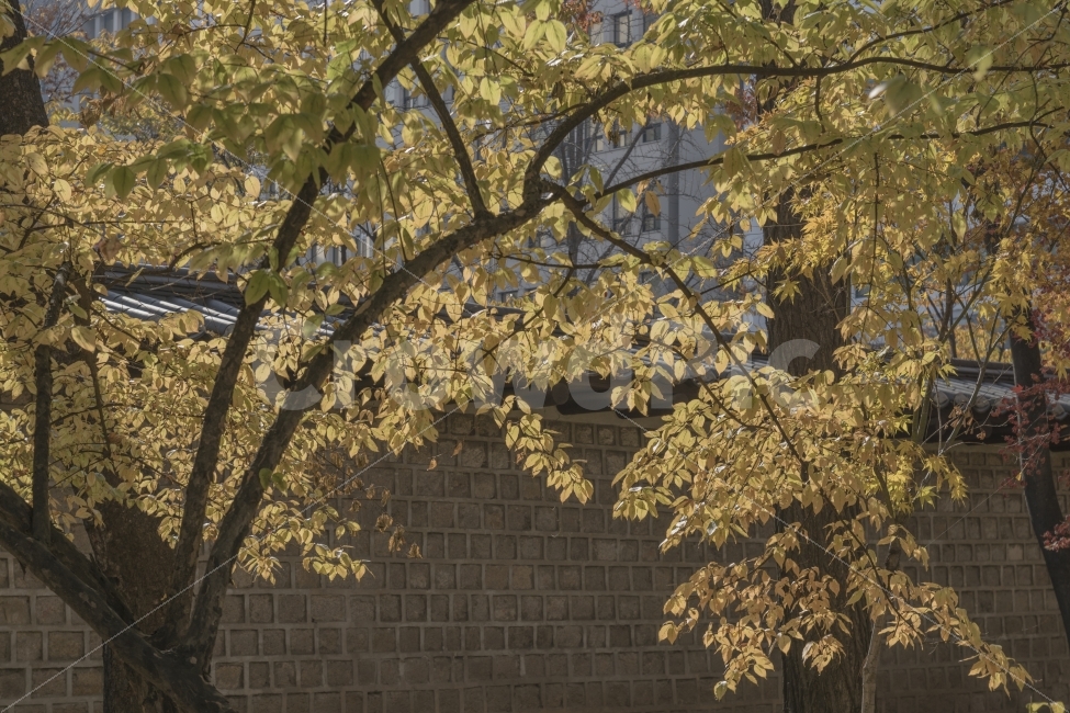 단풍,가을,나무,노랑,나뭇잎,빛,가을,계절,fall,autumn,season,식물,자연,plants,nature,나무,trees,wood,tree,plant