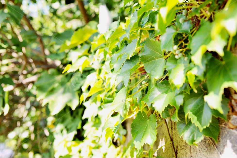 덩굴식물,담쟁이넝쿨,autumn,season,여름,식물,갈잎나무,식물,자연,plants,nature