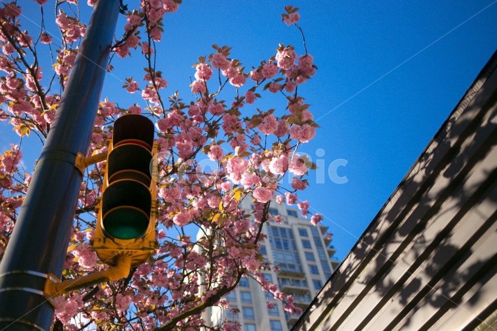 flower,꽃,스냅,snap,풍경,landscape,여행,travel,자연,nature,봄,계절,spring,season,식물,자연,plants,nature,꽃,flower,교통,교통수단,traffic,transportation,light,빛,traffic light,신호등